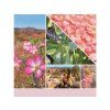 YANKEE CANDLE DESERT BLOOMS SIGNATURE STŘEDNÍ