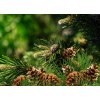 FRESH PINE | sójový vosk do aromalampy | PARFUMIA® | 40 ml