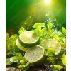 AQUATIX | Rostlinný koncentrát na nádobí BERGAMOT & LEMON | 500 ml
