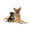 PET SHOP | XL miska pro psy & kočky | 800 ml | růžová